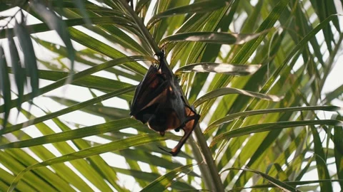 Bat taking care of her newborn child on a tree and protecting it during daytime Stock Footage 260419875