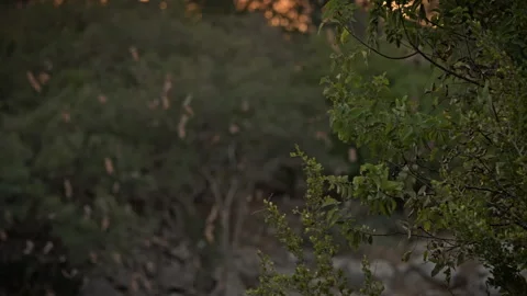 Bat Tornado Formation at Sunset in Dark Forest Video stock 326970421