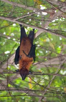 Bat in a tree Stockfoto's