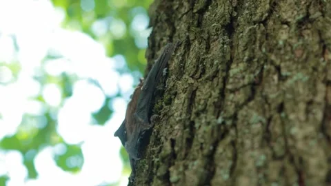 Bat on a tree trunk in nature in summer, close-up, flittermouse Stock-Footage 296579243