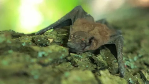 Bat on a tree trunk in nature in summer, close-up, flittermouse Video stock 297255072