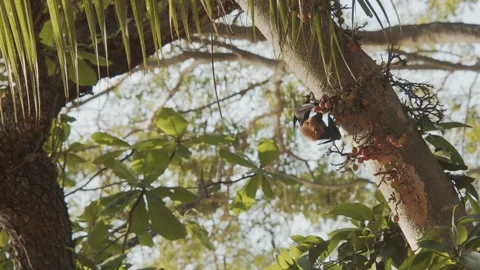 Bat using its claws to pick out a fig to eat, hanging upside down from a Stock Footage 221559784