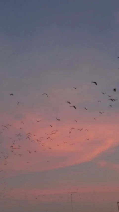 Bat Video Vectical (1) Stock Footage 301167720