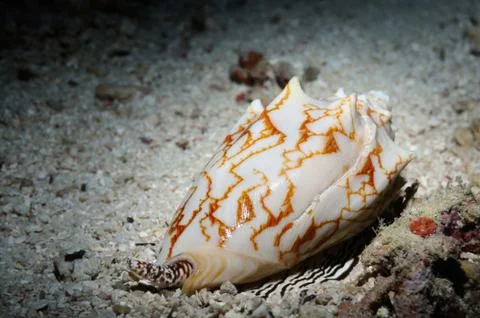 Bat volute Foto stock