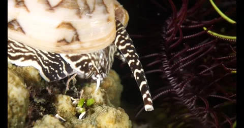 Bat volute shell crawling on reef surface Stock-Footage 327592260