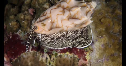 Bat volute snail slowly moving on reef Stock Footage 327592570