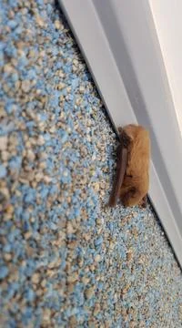 Bat on the wall Stock Photos