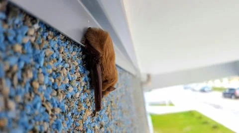 Bat on the wall Stock Photos