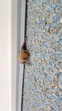 Bat on the wall Stock Photos