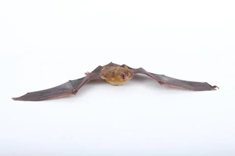 Bat on a white background. Stock Photos