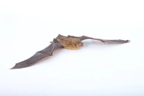 Bat on a white background. Stock Photos