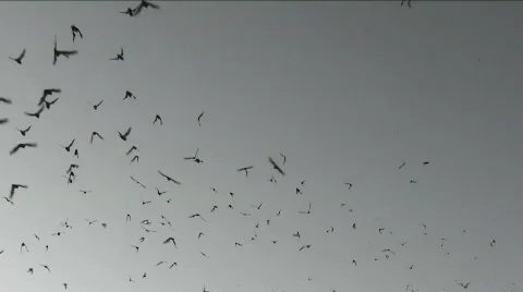 Bat Wing Sky Stock Footage