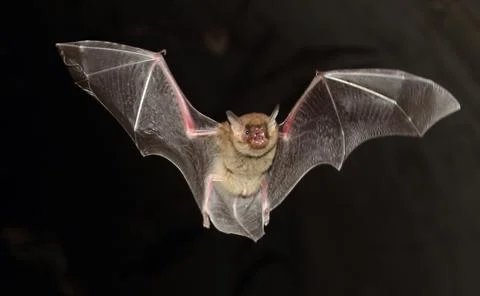 Bat Wings Close-up Stock Photos