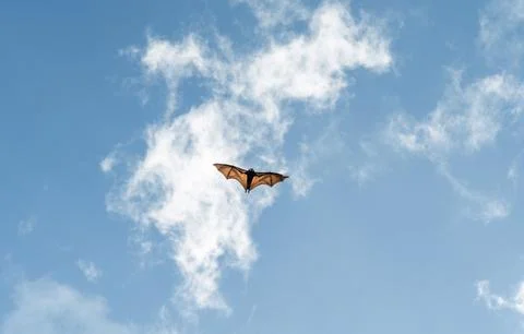Bat with wings fully extended gliding through blue sky and white clouds creating Stock Photos