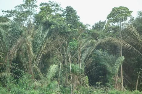 Bata forest Foto stock