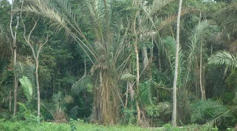 Bata forest Stock Photos