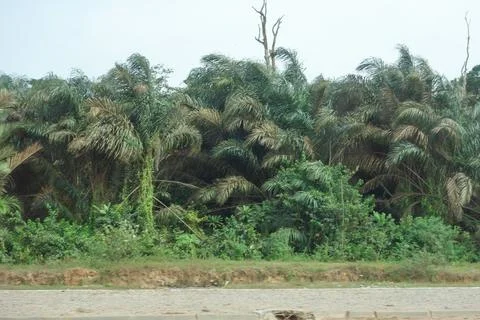 Bata forest Foto stock