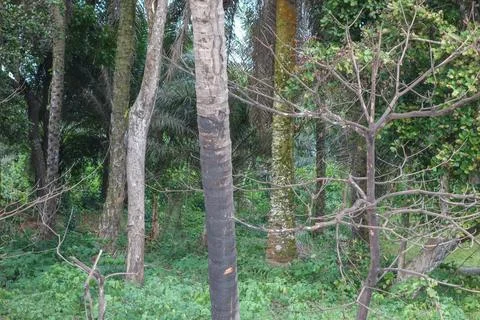 Bata forest Foto stock