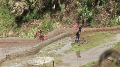 Batad laboring 11 Video stock 514792