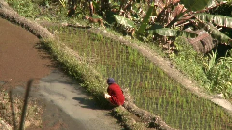 Batad laboring 4 Stock Footage 511106