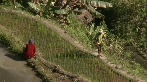 Batad laboring 5 Stock Footage 511101