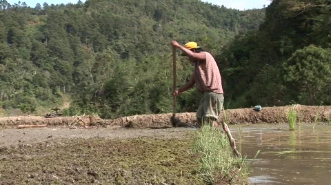 Batad laboring 9 Stock Footage 514803