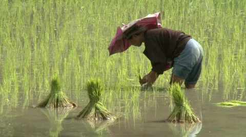 Batad planting rice 1 Vídeo Stock 514777
