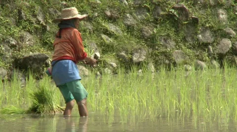 Batad planting rice 2 Video stock 514764