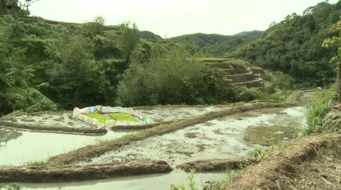 Batad planting rice 3 Stock Footage 514756