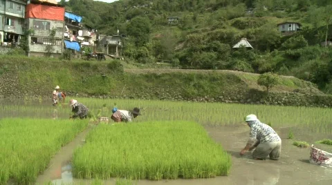 Batad planting rice 4 Stock Footage 514750
