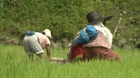 Batad planting rice 8 Stock Footage 514726