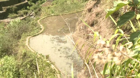 Batad rice terraces 17 Stock-Footage 511904