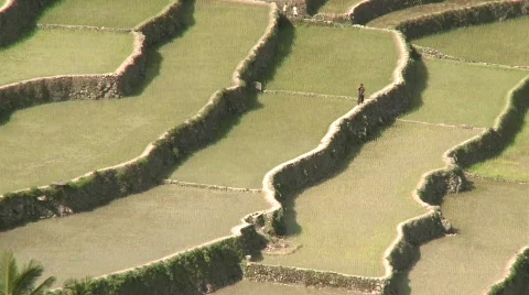 Batad rice terraces 22 Video stock 511891