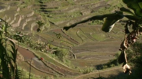 Batad rice terraces 23 Stock Footage 511886