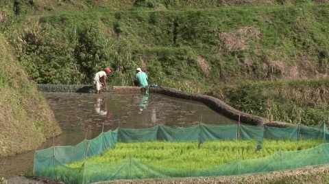 Batad rice terraces 30 Stock Footage 514655