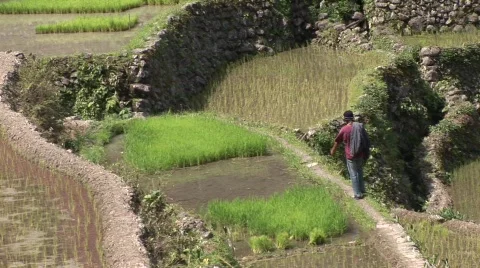 Batad rice terraces 31 Stock Footage 516224