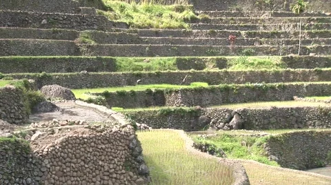 Batad rice terraces 32 Stock Footage 516211