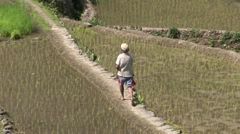 Batad rice terraces 35 Stock Footage 516189