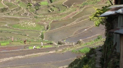 Batad rice terraces 37 Stock Footage 516172