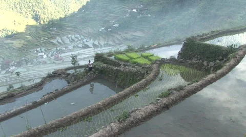 Batad rice terraces 43 Stock Footage 516110