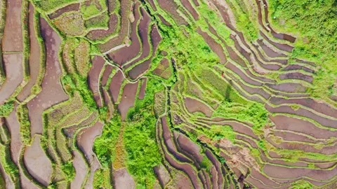 Batad Rice Terraces - Abstract Patterns Of Ancient Farming In Philippines Stock Footage 345273226
