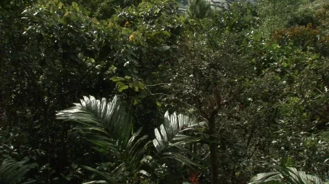 Batad rice terraces  Stock Footage 517528