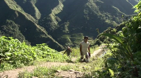 Batad rice terraces  Stock Footage 517567