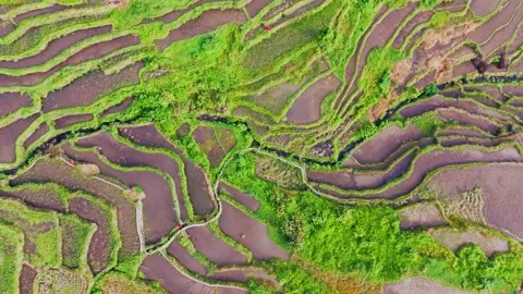 Batad Rice Terraces - Spiraling Drone Descent Over Ifugao Philippines Stock Footage 345274050