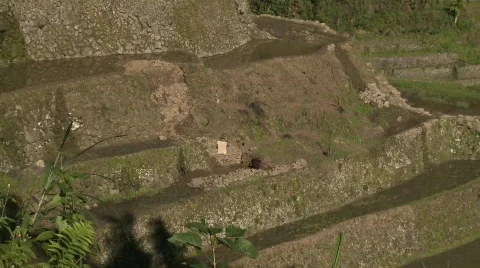 Batad wall building 3 Stock Footage 511856
