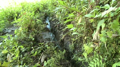 Batad water for irrigation 1 Stock Footage 511849