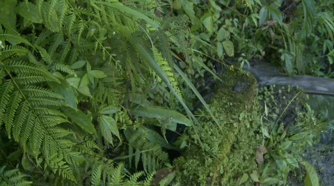 Batad water for irrigation 2 Vídeo Stock 511842