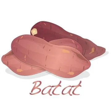 Batat, sweet potato vector Stock Illustration