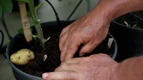 Batata plantando Video stock 153549750