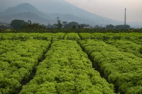 Batavia lettuce plantation in East Java Foto stock